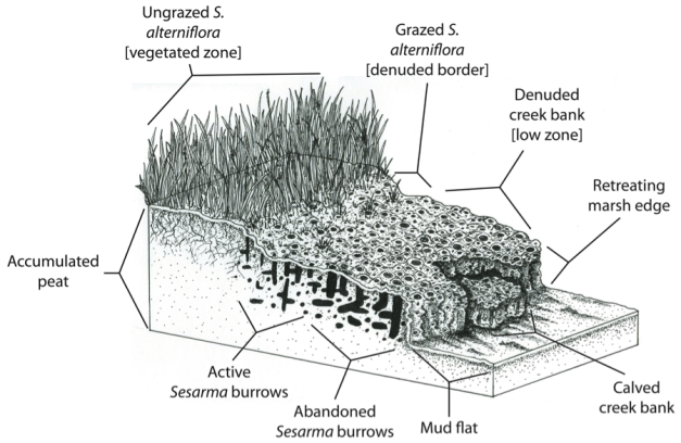 Degraded salt marsh: scientific illustration